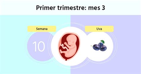 Semana 10 De Embarazo Síntomas De La Madre Y Tamaño Del Feto