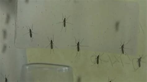 City of Brockton confirms West Nile Virus in mosquito, schedules ...