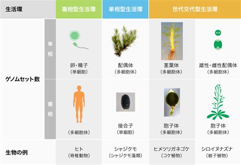 Research 植物の世代を切換えるスイッチ遺伝子 Jt生命誌研究館