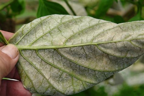 DSC05421 Powdery Mildew Of Pepper A Photo On Flickriver