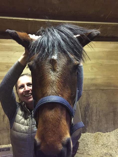 Hands On Massage — Jessica Limpkin Equine Massage Therapy