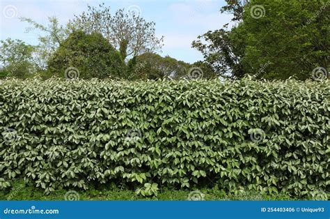 Elaeagnus X Ebbingei Compacta Stock Photography CartoonDealer