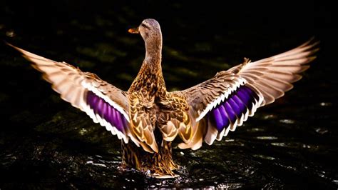 Flying Ducks Wallpapers - Top Free Flying Ducks Backgrounds - WallpaperAccess