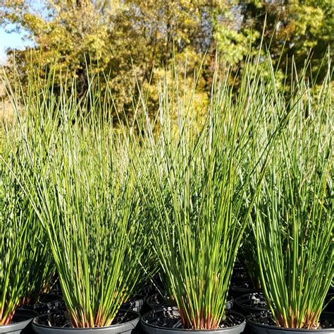 Juncus Effusus Common Rush Cavano S Perennials