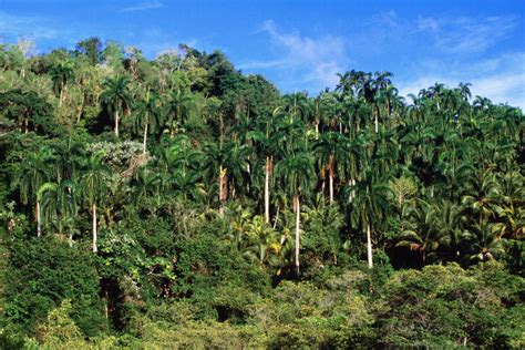 Cuban Rainforest