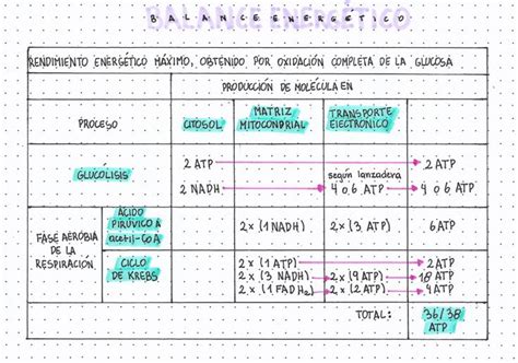 Balance Energ Tico Respiraci N Celular Clase De Biolog A Apuntes