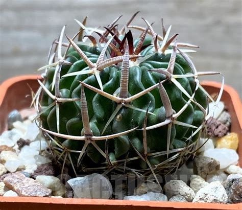 Shpr Echinofossulocactus Pentacanthus