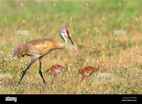 Female Sandhill Crane Hi Res Stock Photography And Images Alamy