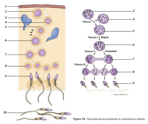 Spermatozoa Development In Seminiferous Tubules Diagram Quizlet