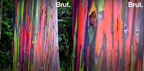 The Stunning Multi Colored Bark Of Rainbow Eucalyptus Trees Borninspace