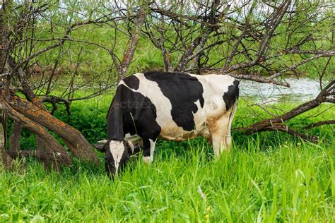 Una Vaca Blanca Y Negra Come Hierba En Un Pasto Cerca De Un R O