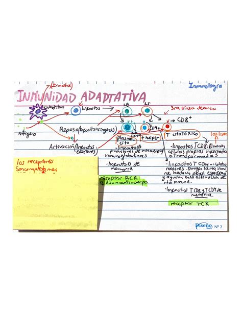 Solution Inmunolog A Inmunidad Innata Y Adaptativa Studypool