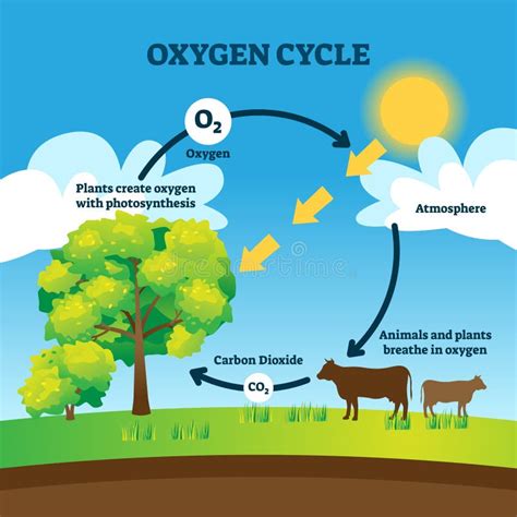 The Oxygen Cycle Stock Vector Illustration Of Biology 60944103