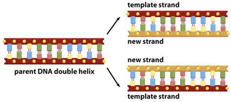 Dna Replication Repair Flashcards Quizlet