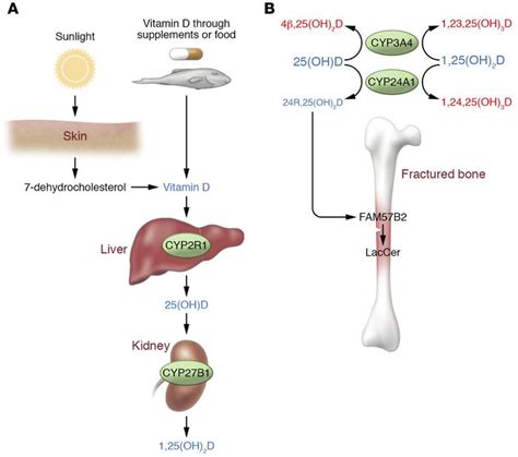 JCI - The good and the bad of vitamin D inactivation