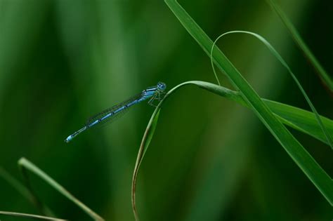 Bokeh Blue Damselfly Sony Alpha Green Leaf Libelle Perched OSS