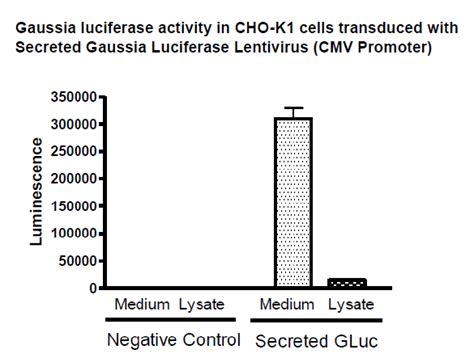 Secreted Gaussia Luciferase Lentivirus Cmv Promoter Bps Bioscience