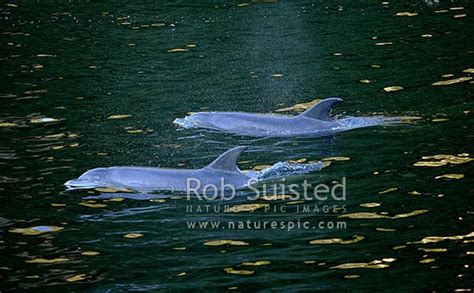 Bottlenose Dolphins Tursiops Truncatus In Doubtful Sound Fiordland