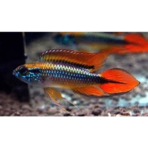 Apistogramma Agassizii Double Red