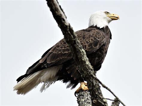 Perched Bald Eagle Photograph By Jo Ann Matthews