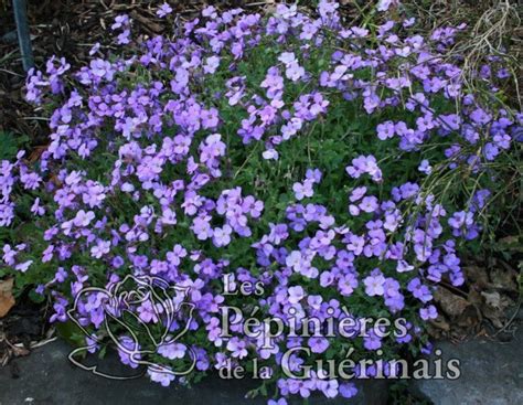 Aubrière Cascade Blue