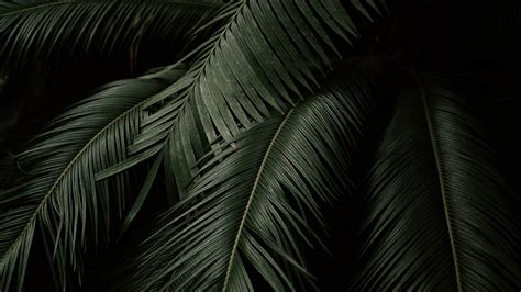 Palm Leaves Branches Dark 4k Hd Wallpaper