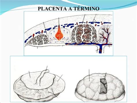 Membranas Fetales Placenta Ppt