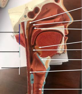 pharynx Diagram | Quizlet 