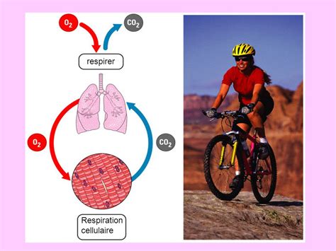 Respiration Cellulaire ppt télécharger