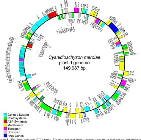 Dioon Merolae Semantic Scholar