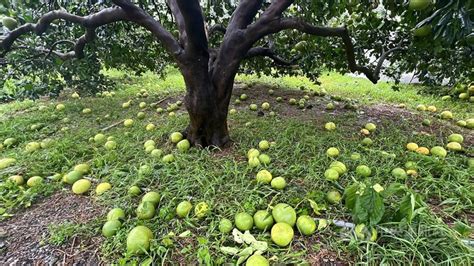 差2天文旦農損失百萬 陳吉仲：台東全品項農業救助 生活 中央社 Cna