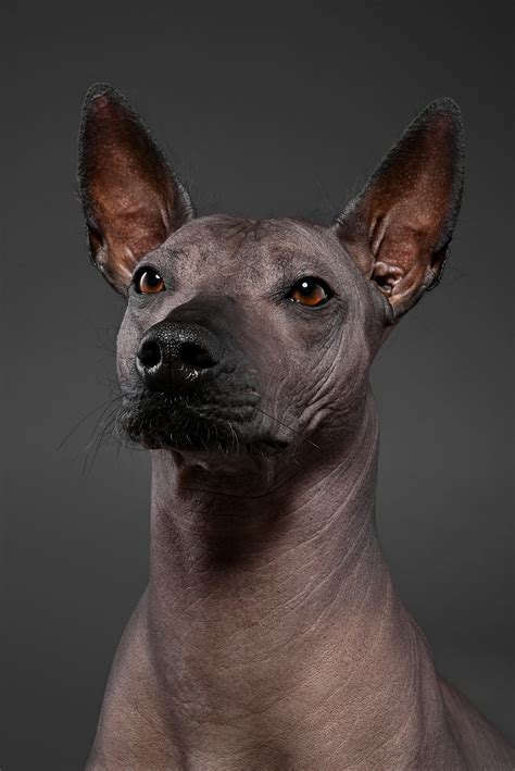 El M Tico Xoloitzcuintle Y Su Importancia En El Mundo De Los Muertos