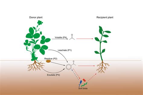 The Different Release Pathways And Effects Of Allelochemicals The