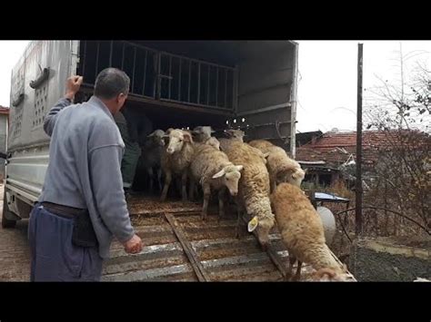 35 TANE KURBANLIK KUZU ALDIK KOYUN İNDİRME Koyun kuzu videoları