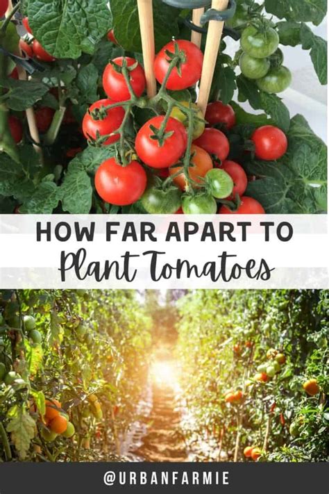 How Far Apart To Plant Tomatoes