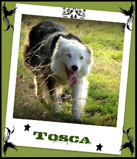 Chien Border Collie Tosca Sans Affixe