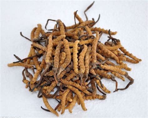 The cultivation of cordyceps sinensis, which have properties comparable to viagra first success ...