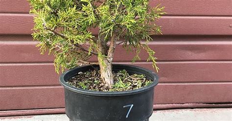 Pre Bonsai Nursery Stock Itoigawa Juniper Planted In 2014 Album On