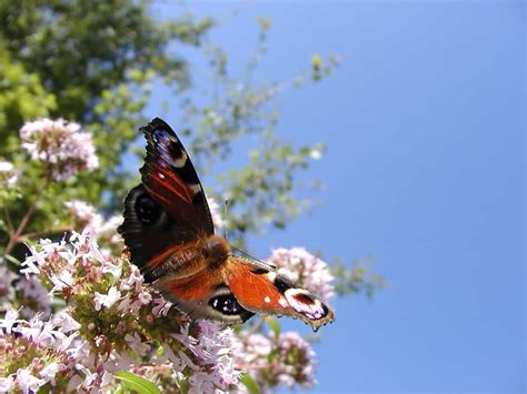 Health Benefits Of Oregano Gardening Channel