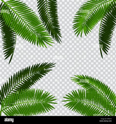 Hoja de palmera ilustración vectorial sobre fondo transparente Imagen