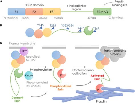 Structure And Activation Process Of Ezrin Schematic Representation Of