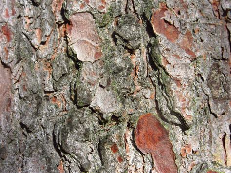 Free Images Tree Nature Rock Branch Wood Texture Leaf Flower