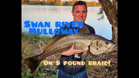 How I Caught This Swan River Mulloway Jewfish On The Bream Rod