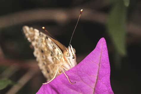 La Belle Dame Vanessa Cardui Nymphalidae Nymphalinae Flickr