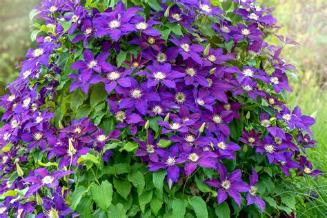 The 15 Best Types of Plants Every Garden Needs to Flourish 2024