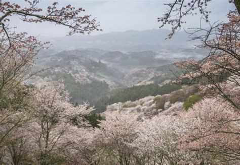 2019年日本樱花什么时候开？8大最佳观赏地大盘点！ 达达搜