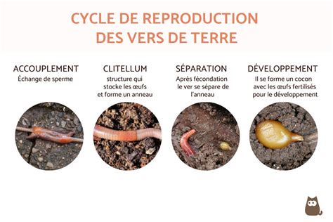 Reproduction Des Vers De Terre Reproduction D Veloppement Naissance