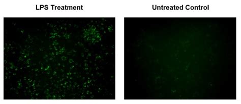 Cell Meter™ Fluorimetric Mitochondrial Superoxide Activity Assay Kit