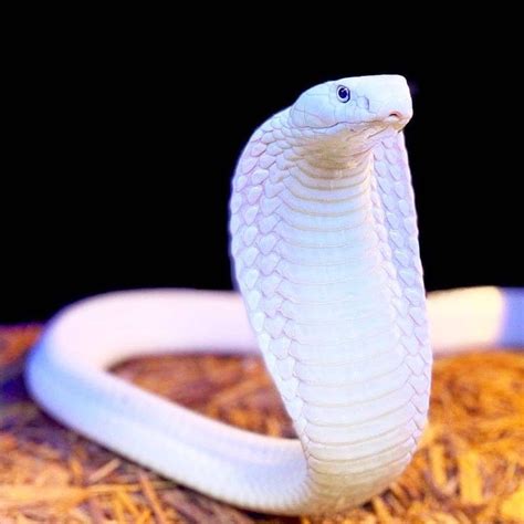 Wildlife On Instagram White Cobra Cobra Cobras Venom