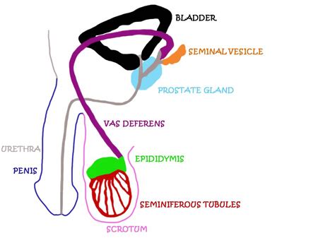 Male Anatomy Reproductive System Diagram Male Reproductive S